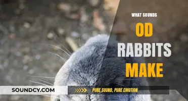 Unveiling the Quiet World: What Sounds Do Rabbits Make?