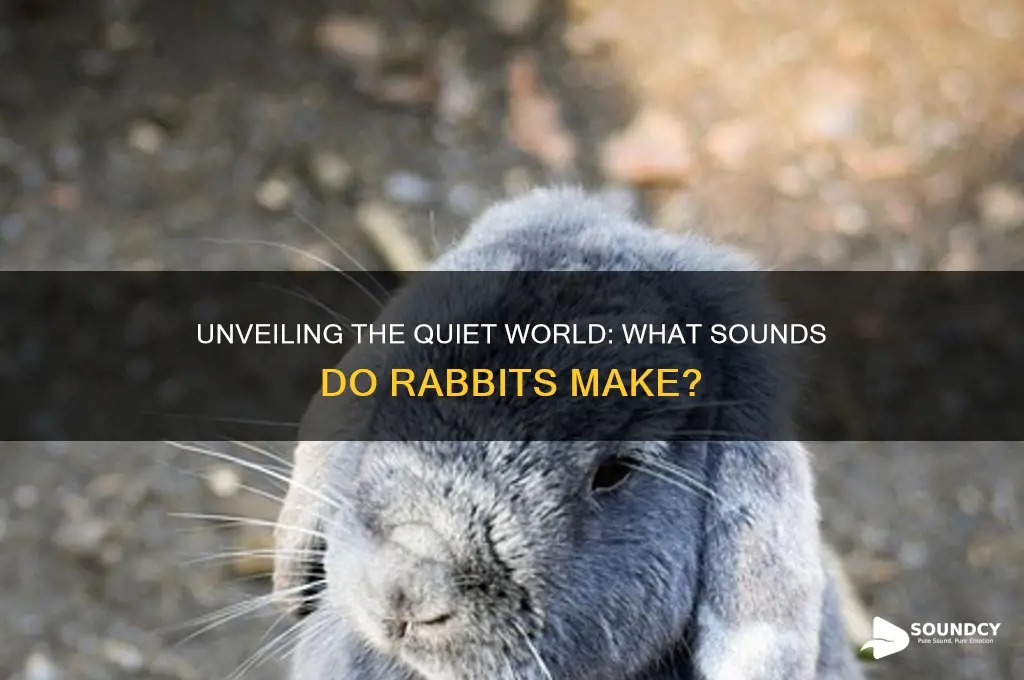what sounds od rabbits make