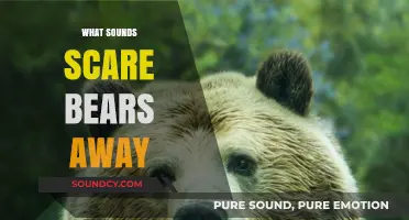 Effective Bear Deterrent Sounds: What Noises Keep Bears at Bay Safely