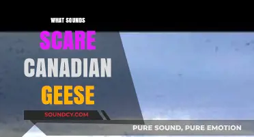 Unsettling Noises: What Sounds Terrify Canadian Geese and Why