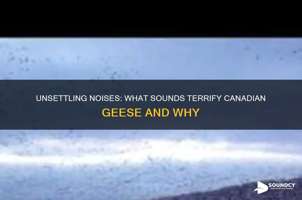 what sounds scare canadian geese