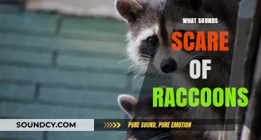 Unleashing Raccoon Fears: Sounds That Send These Masked Bandits Running