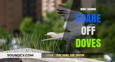 Effective Sounds to Deter Doves: A Guide to Keeping Them Away