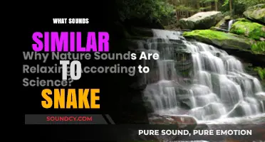 Sounds Like a Snake? Exploring Hiss-Like Noises in Nature and Beyond