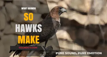 Unveiling the Unique Vocalizations: What Sounds Do Hawks Make?