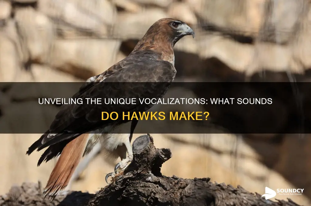 what sounds so hawks make