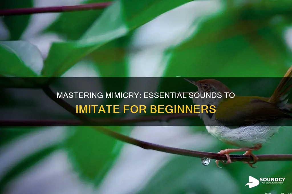 what sounds to imitate first
