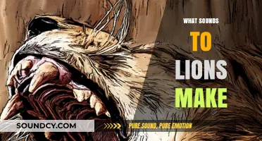 Roaring Revelations: Unveiling the Majestic Sounds of Lions in the Wild