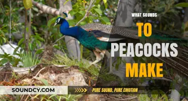 Unveiling the Unique Calls and Noises Peacocks Make in Nature