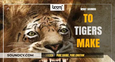 Unveiling the Majestic Roars: What Sounds Do Tigers Make?
