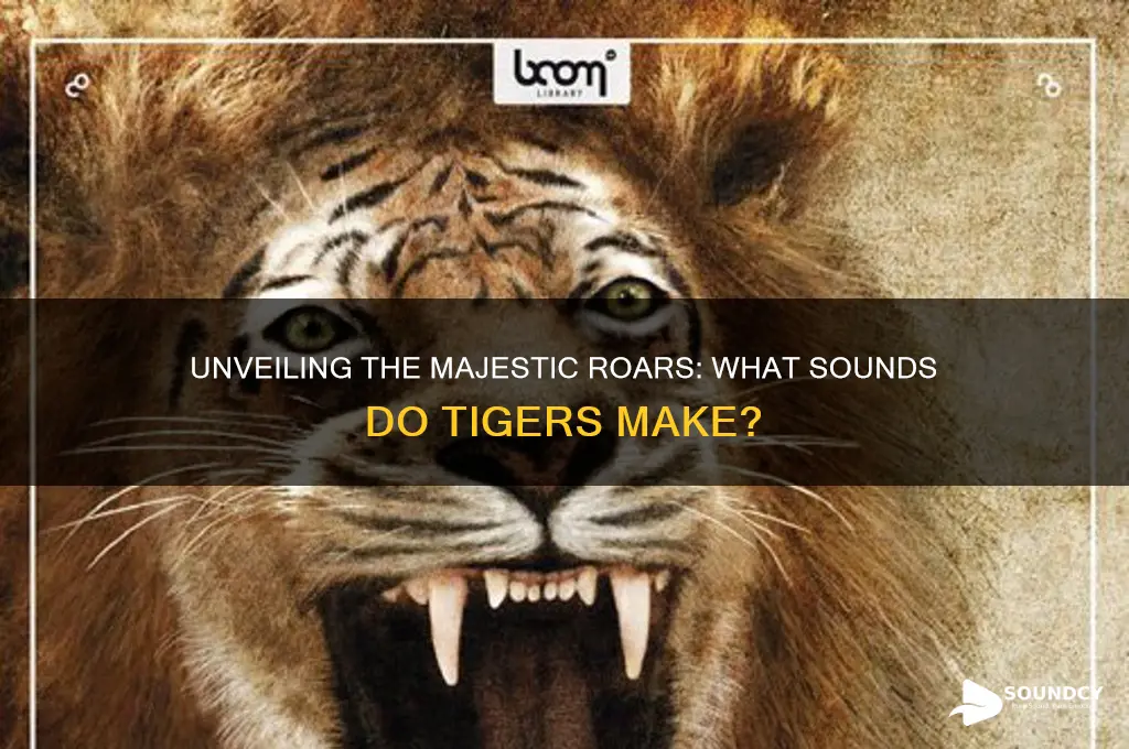 what sounds to tigers make