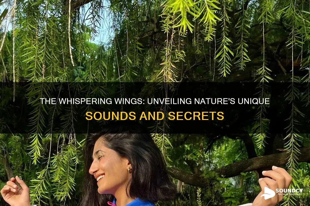 what sounds to wings make