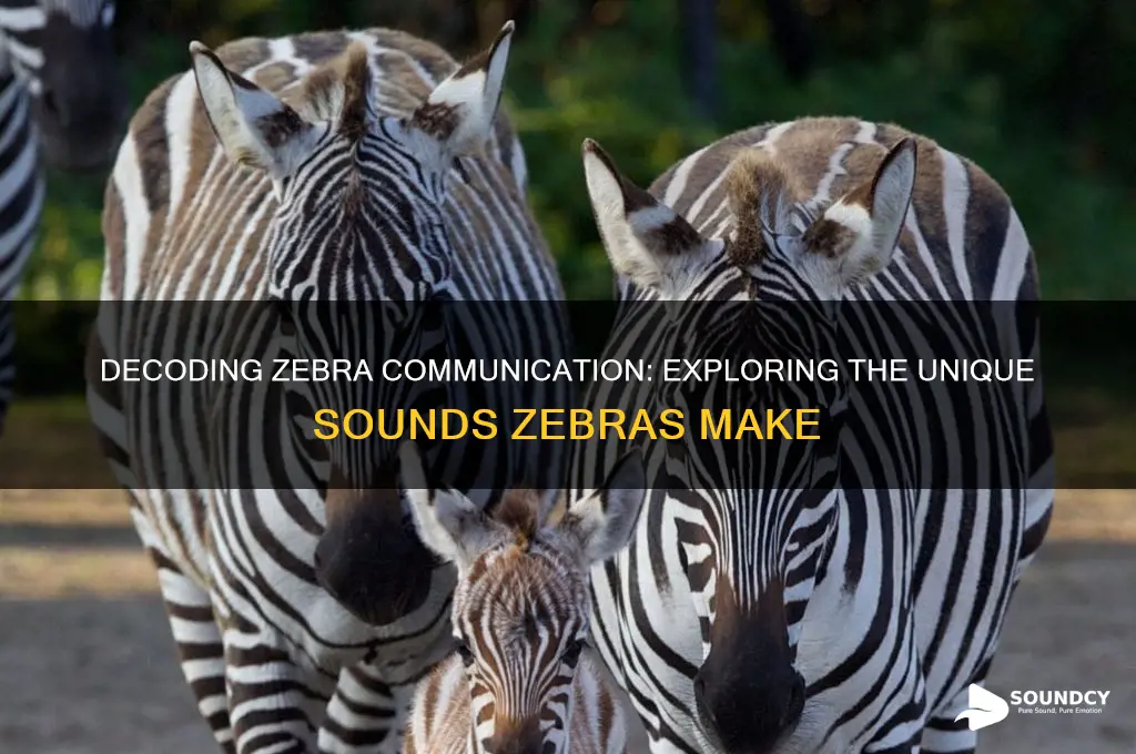 what sounds to zebras makke