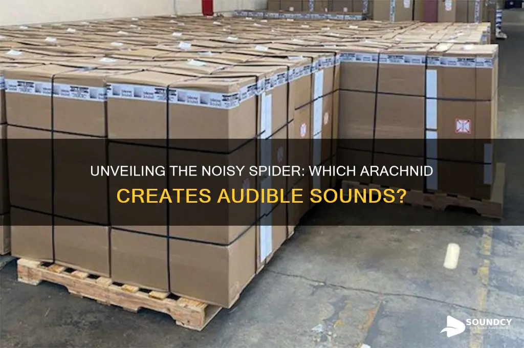 what spider makes a sound
