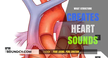 Understanding Heart Sounds: The Role of Cardiac Valves and Chambers