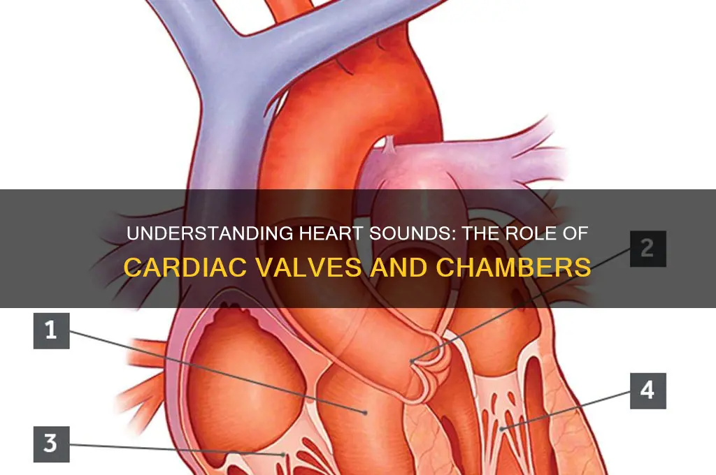 what structure creates heart sounds