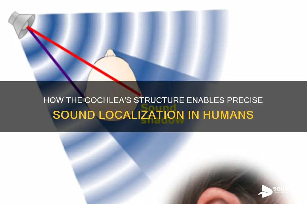 what structure helps localize sound