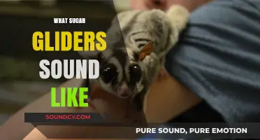 Discover the Unique Vocalizations: What Sugar Gliders Sound Like