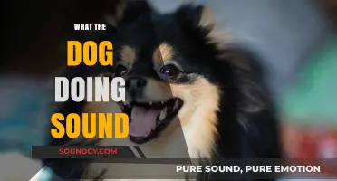 Decoding the Meaning Behind Your Dog's Vocalizations and Noises