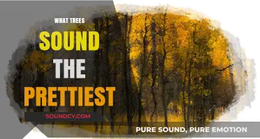 Nature's Symphony: Discovering the Most Melodious Trees on Earth