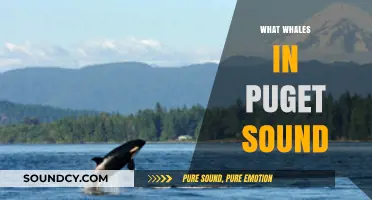 Exploring Puget Sound's Majestic Whales: Species, Behavior, and Conservation Efforts