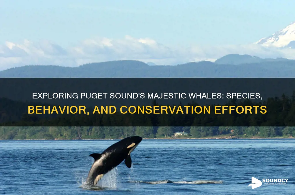 what whales in puget sound