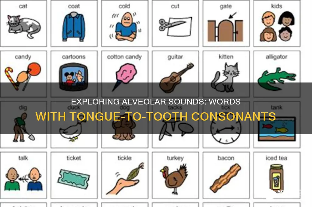 what words contain alveolar sounds