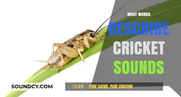 Decoding Cricket Sounds: Words That Capture Their Unique Chirping Symphony