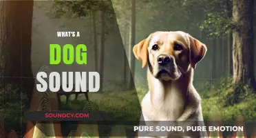 Understanding the Unique Sounds Dogs Make: Barks, Whines, and More