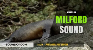 Discover Milford Sound's Stunning Wildlife, Waterfalls, and Majestic Fiords