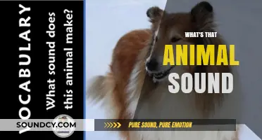 Decoding Nature's Chatter: Identifying and Understanding Common Animal Sounds