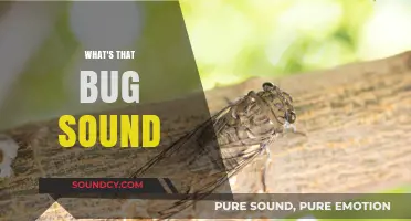 Decoding Nature's Symphony: Identifying the Bug Sounds Around You
