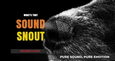 Unraveling the Mystery: What's That Sound Coming from Your Snout?