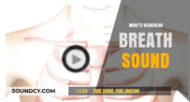 Understanding Vesicular Breath Sounds: Causes, Characteristics, and Clinical Significance