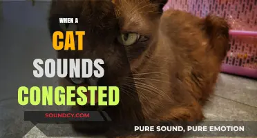 Why Is My Cat Congested? Understanding and Treating Feline Nasal Issues