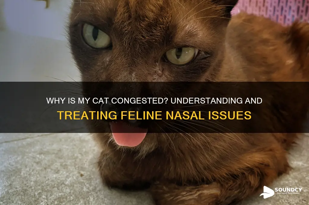 when a cat sounds congested