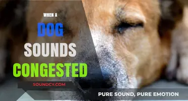 Why Is My Dog Congested? Causes, Remedies, and When to Worry