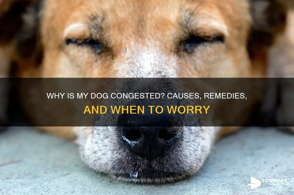 when a dog sounds congested