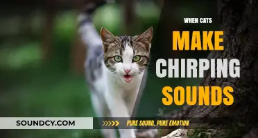 Why Cats Chirp: Decoding the Meaning Behind Their Unique Sounds