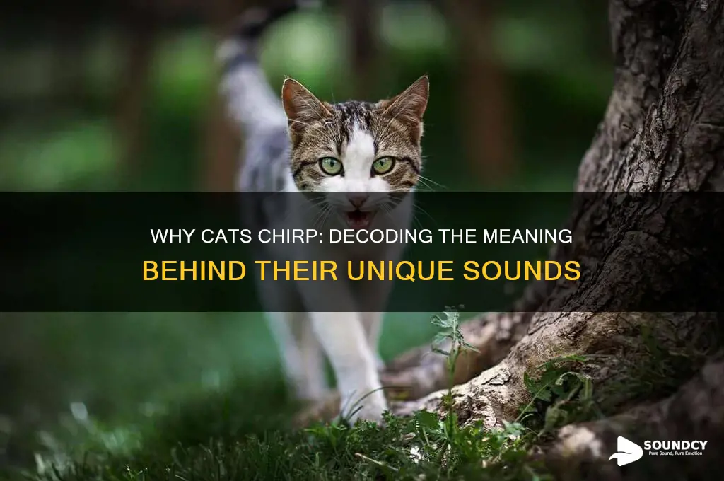 when cats make chirping sounds