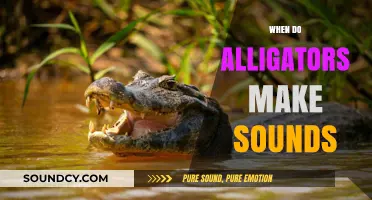 When and Why Alligators Make Sounds: A Comprehensive Guide