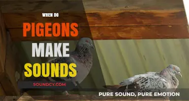 Understanding Pigeon Vocalizations: When and Why Pigeons Make Sounds