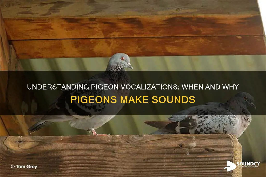 when do pigeons make sounds