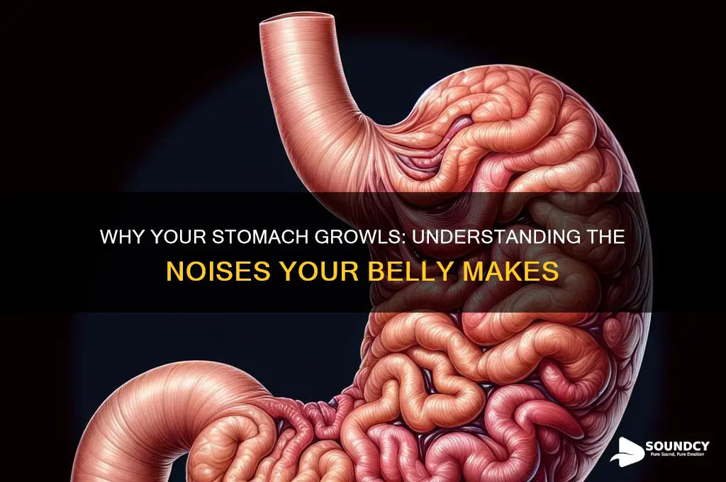 when your stomach makes sounds