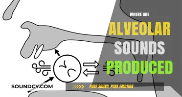 Understanding Alveolar Sounds: Location and Production in Speech Anatomy