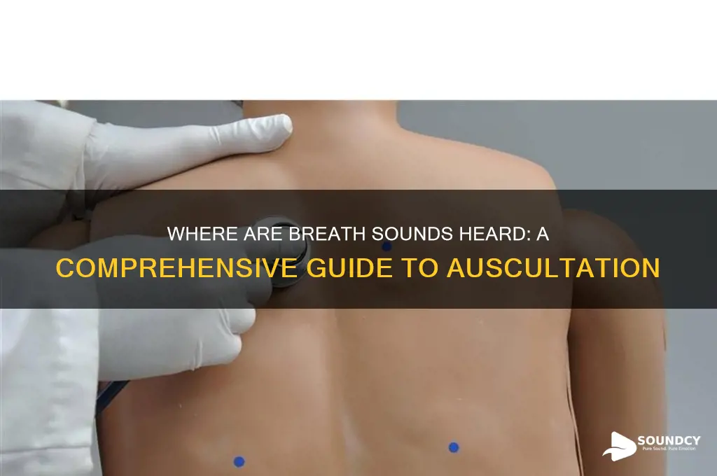 where are breath sounds heard