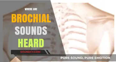 Where Are Bronchial Sounds Heard: A Comprehensive Guide to Auscultation