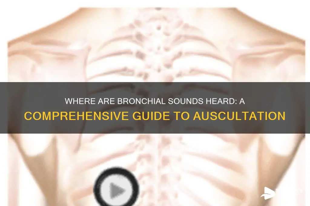where are brochial sounds heard