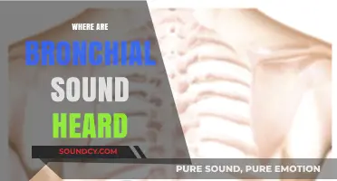 Where Are Bronchial Sounds Heard? A Comprehensive Guide to Auscultation