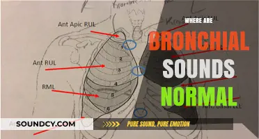 Understanding Normal Bronchial Sounds: Location and Auscultation Guide